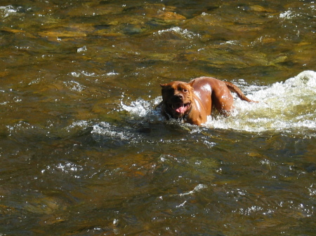 diving for rocks