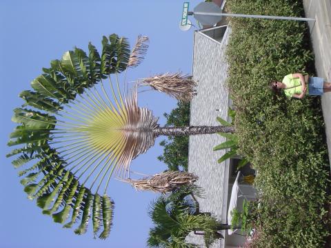Hawaiian Palm tree
