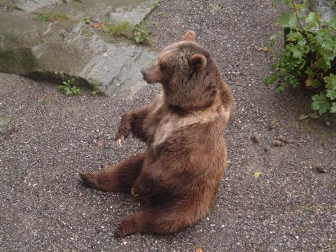 Tana the bear in Bern, Switzerland
