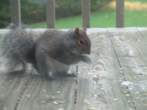 2005 My squirrel, lives on my deck.