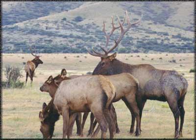 Hess Elk 4