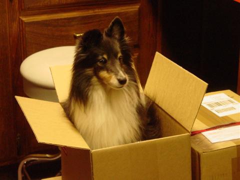 Mido in a box! Friend's dog at work :)