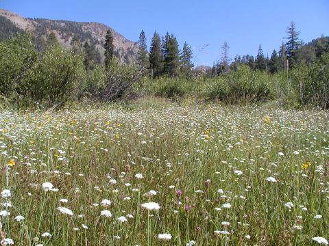 Deadfall Meadows