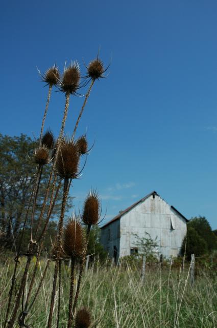 Daughter, Amy(photography is her hobby), took this pic on friend, Ron Burton's farm