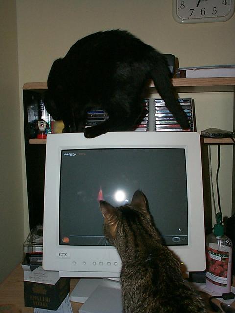 Our Cats using the computer