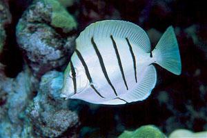 Convict Tang