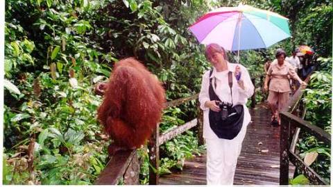 Sherry talking to a wild Orangutan