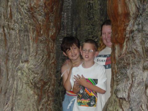 Trish, Katie, & Mikey in a Redwood tree