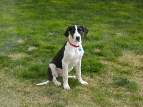 Great Dane Pup