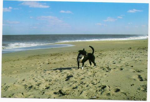 NEGRI AT JUPITER BEACH