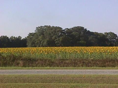 Sunflower field