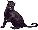 cat-panther29