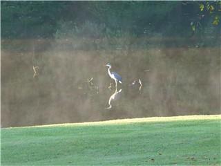 heron from our side yard