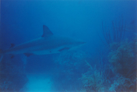 sharks grand bahama 07 004