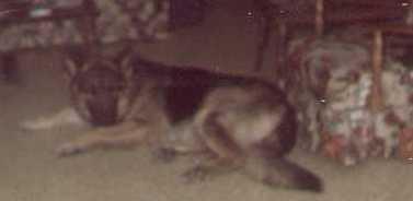 My "Puppy" in 1975