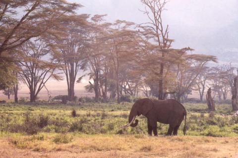 Ngorongoro Crater