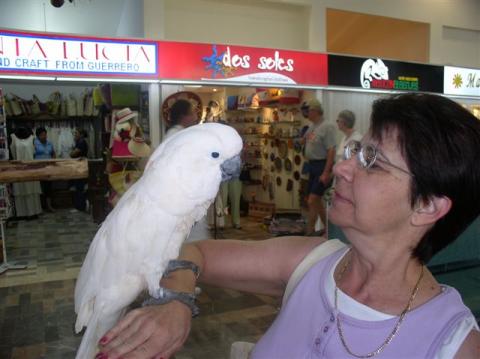 me and parrot. in aruba on cruise