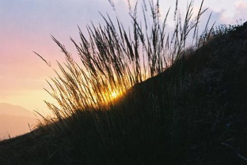 sunset on beach wgrass
