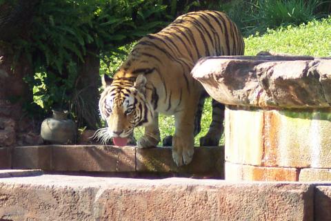 johnvstigerthestaredown