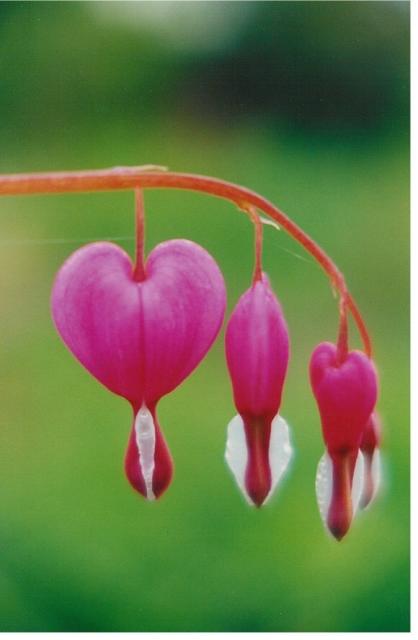 Bleeding Heart