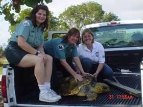 Sea Turtle Rescue