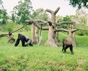 Miami zoo gorilla's