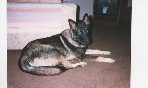 Tahya- My Wolf Dog