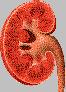 kidney tansplant 2000