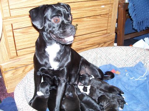 Panda and Puppies