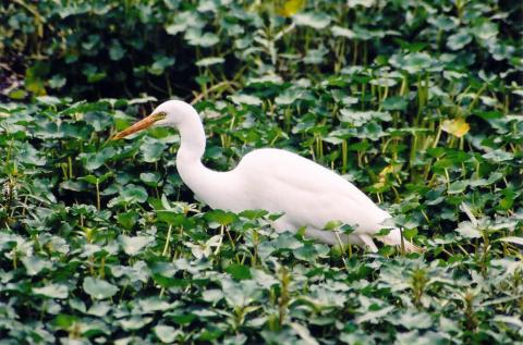 Egret in Kenya- won a contest w/this one