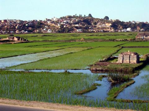 Rice Fields of Madagascar