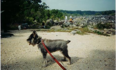 P E P P E R  in Great Falls Park