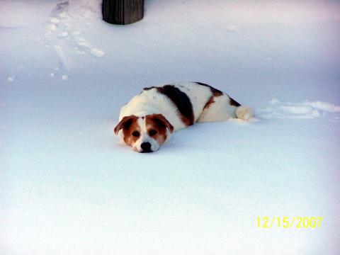 Albert Snow Doggie