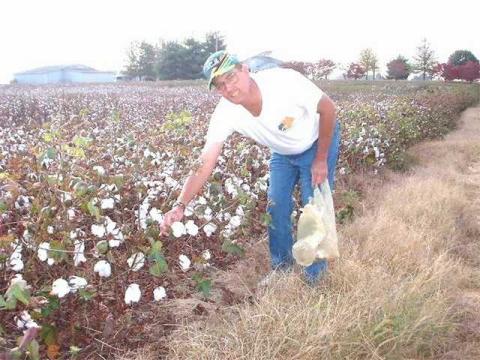 Pickin cotton on the way back from Tally