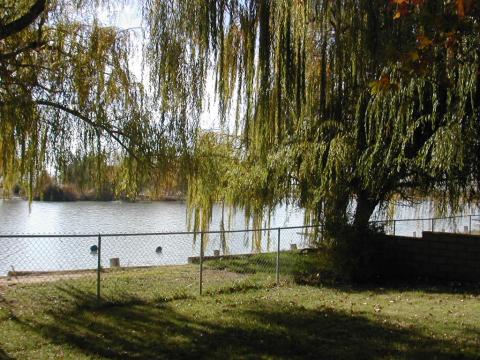 My back yard, 2003