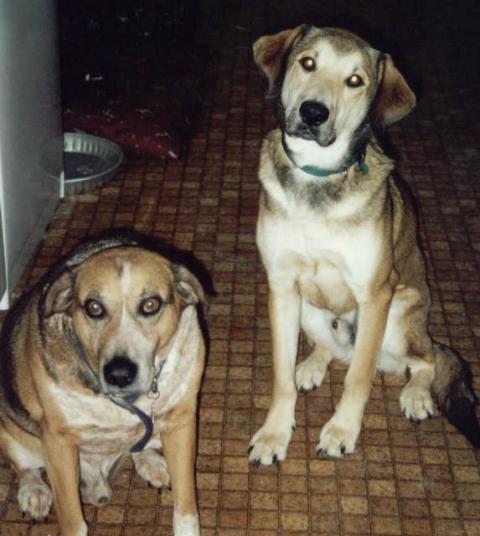 Buster & Dusty