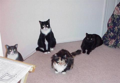 Our 4 Cats- "The Cat Pack"