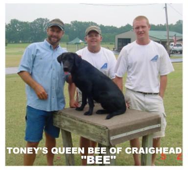 Toney's Queen Bee of Craighead