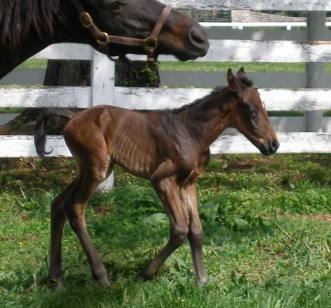 Homer at 1 day old