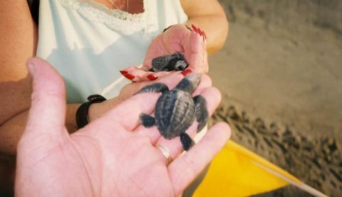 2 of the Baby Sea Turtles we released!