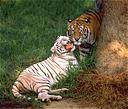 White and Brown Bengal Tigers
