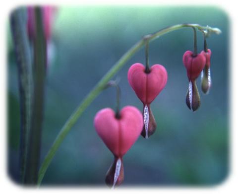 Bleeding Heart