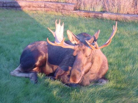 Backyard Moose