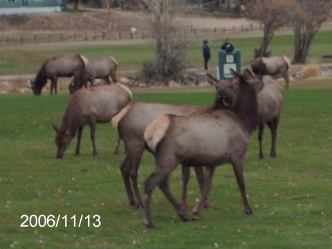 colorado elk