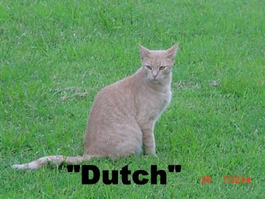 Dutch