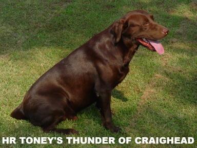 HR Toney's Thunder of Craighead