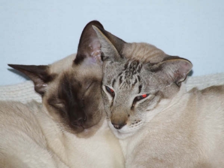 Kitties Gawaine and Pelinore