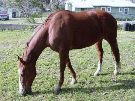 Tami-D-my horse