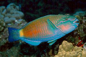 Parrotfish