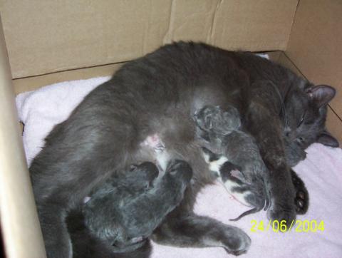 Little_momma&kittens